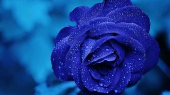 IMG-20201124-WA0009